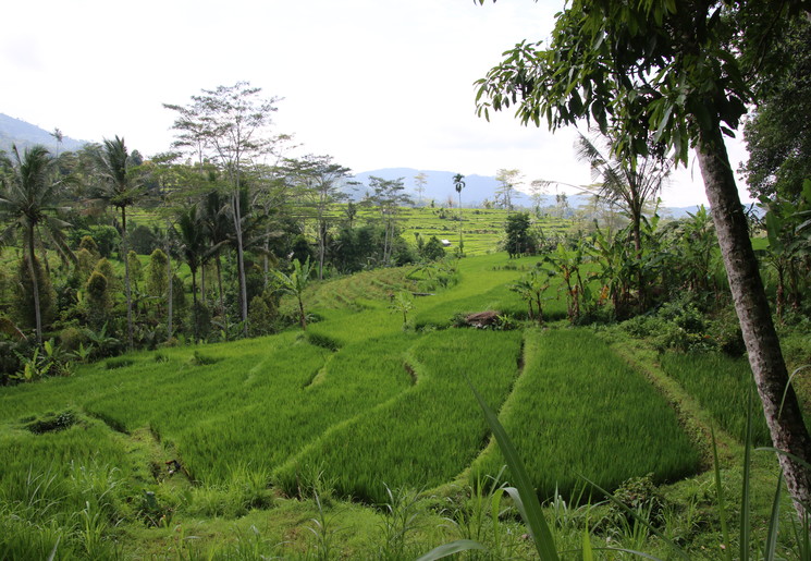Bail-Jatiluwih-Rijstvelden1_1_408288