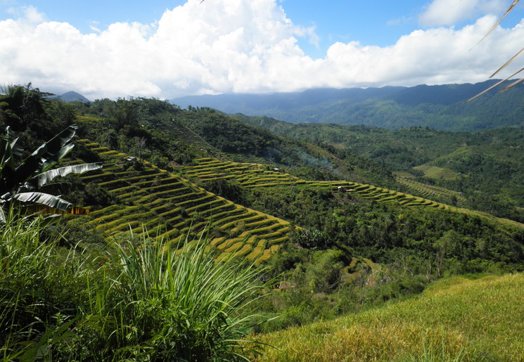 Bajawa-Ruteng-Rijstvelden_1_410639