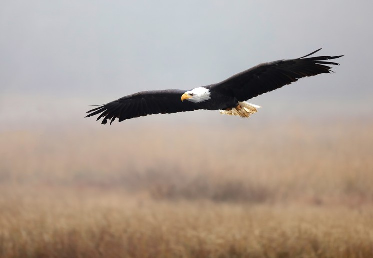 Zie indrukwekkende arenden vliegen over de Yukon-River