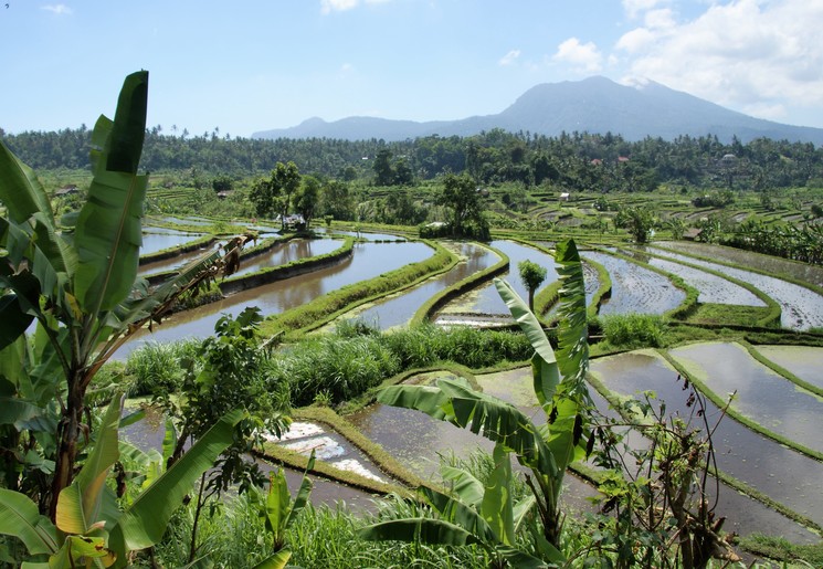 Rijstvelden in het oosten van Bali