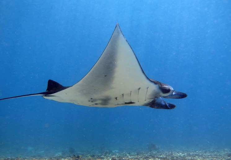Manta bij Nusa Lembongan Manta bij Nusa Lembongan