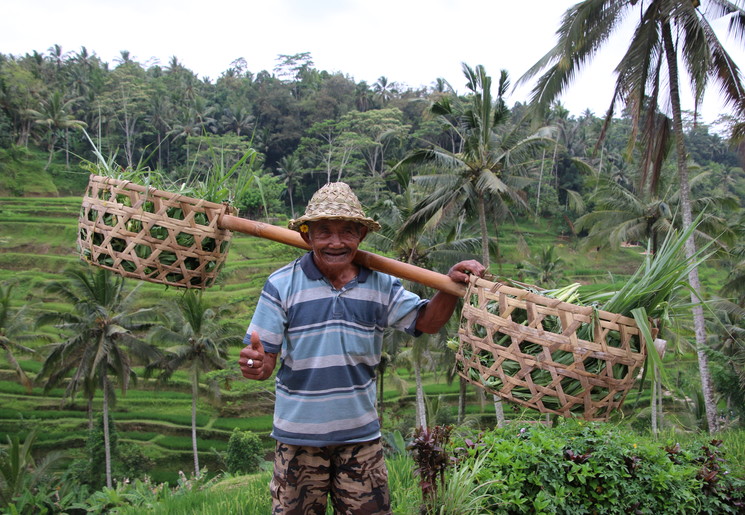 Bali-Jatiluwih-Rijstveld-Local1