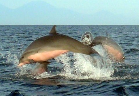 Bali-Lovina-Springende-dolfijnen_1_407775