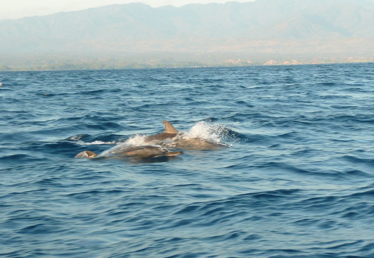 Bali-Lovina-dolfijnen2