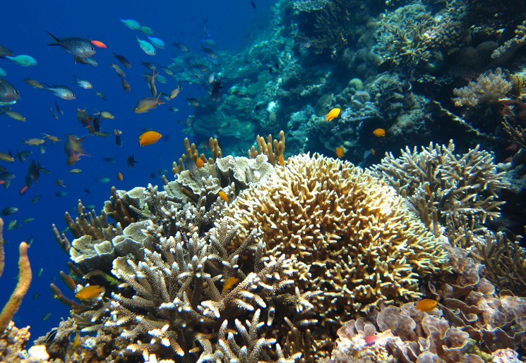 De kleurrijke onderwaterwereld van Indonesië