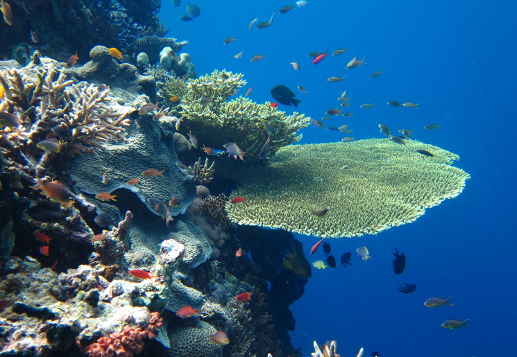 Onderwaterwereld van Menjangan, Bali