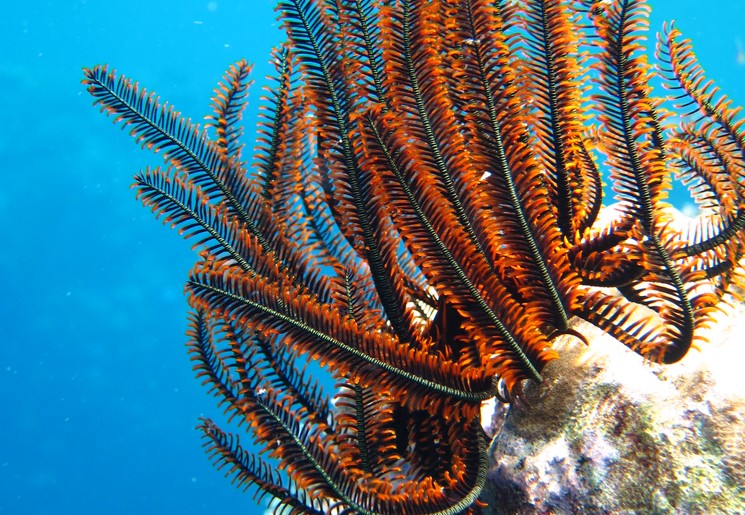 Bali-Pemuteran-Menjangan7