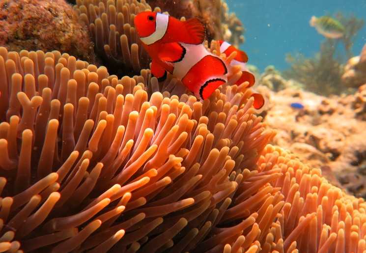 Bali-Pemuteran-Nemo-1