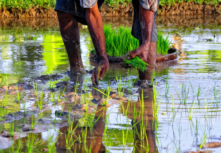 Bali-Rijstvelden-Rijst-Plukken_2_325362