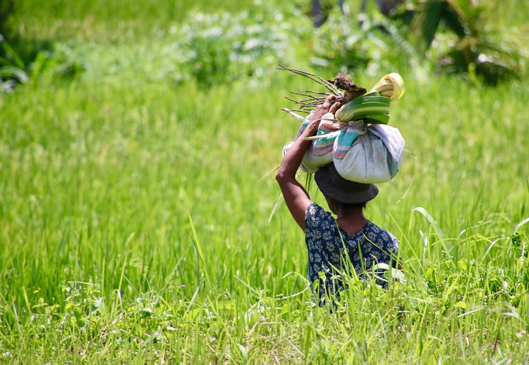 Een lokale mevrouw druk aan het werk in de rijstvelden, Ubud