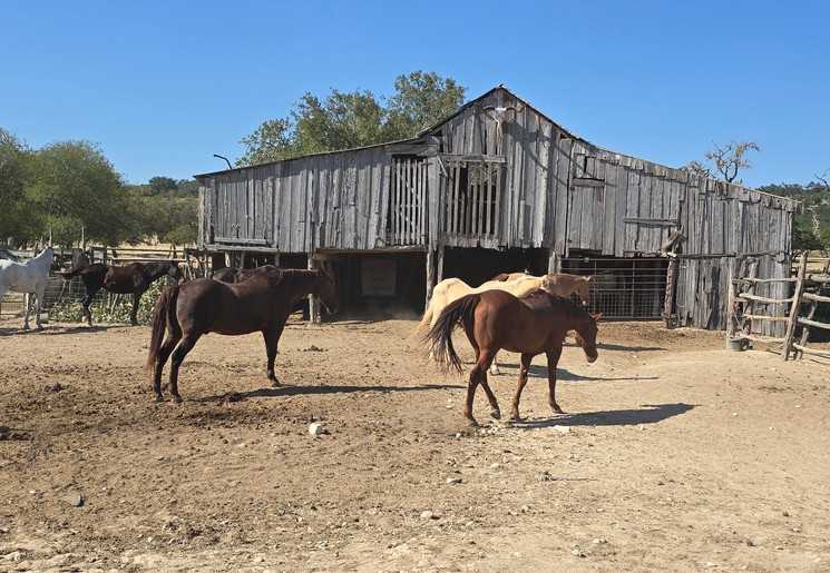 Paarden op de Dixie Dude Ranch
