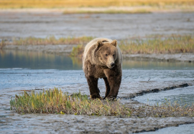 Spot beren in Alaska Spot beren in Alaska
