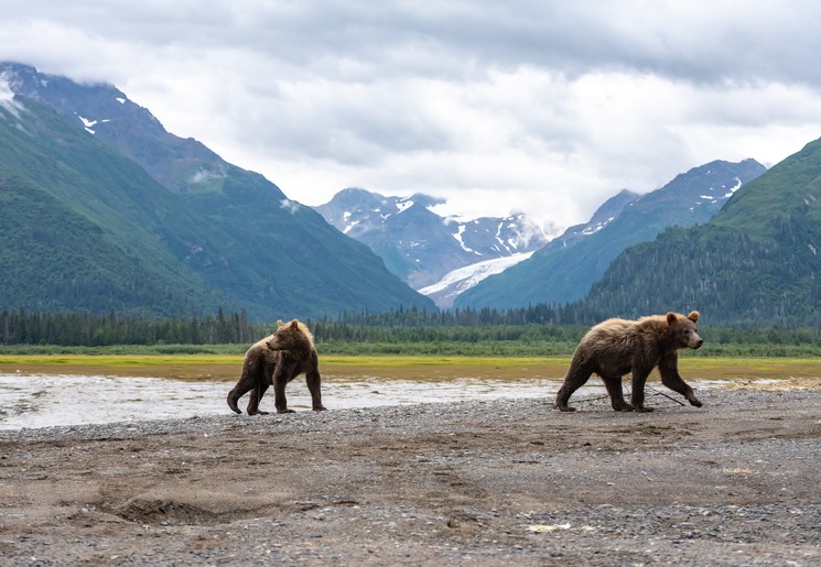 Beren in Alaska