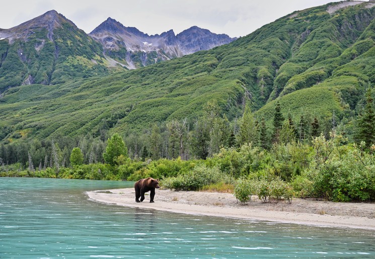 Berenexcursie, Alaska, Verenigde Staten Berenexcursie, Alaska, Verenigde Staten
