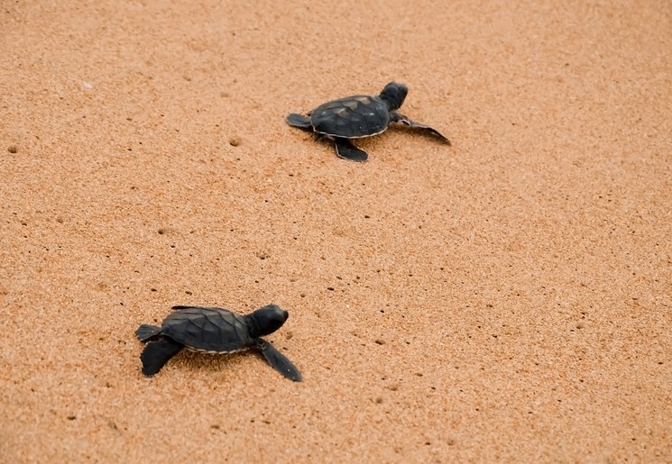 Schildpadden op het strand bij Bentota, Sri Lanka