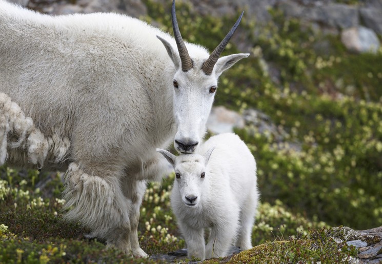 Berggeiten nabij Kluane National Park, Yukon, Canada Berggeiten nabij Kluane National Park, Yukon, Canada