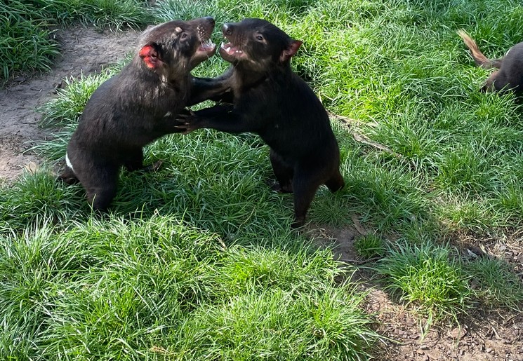 Tasmaanse duivels, Tasman Peninsula, Australië