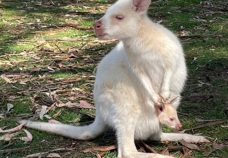 Witte wallaby
