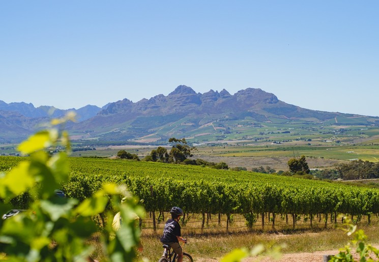 Fietsen door de Stellenbosch wijngaarden