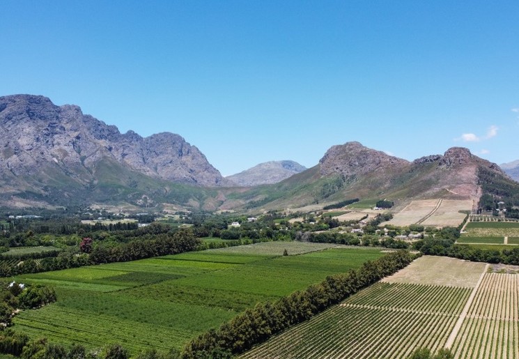 Wijnvelden rondom Franschhoek