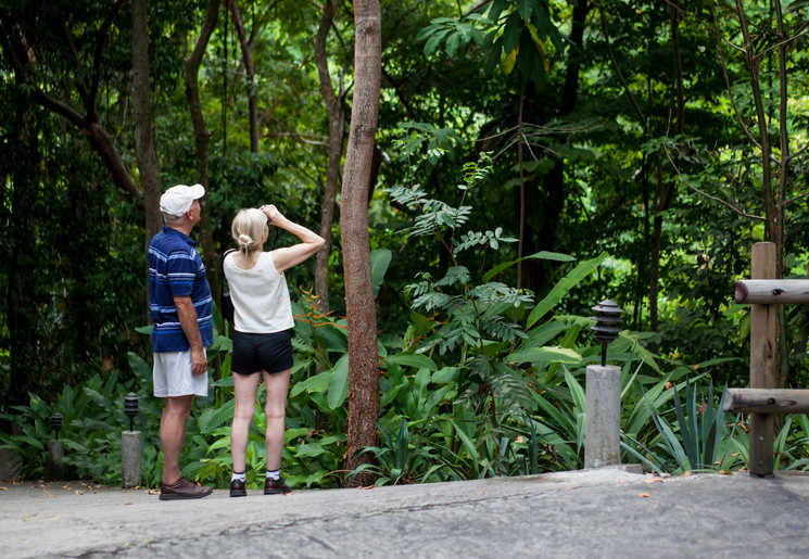 Birdwatching in Manuel Antonio National Park
