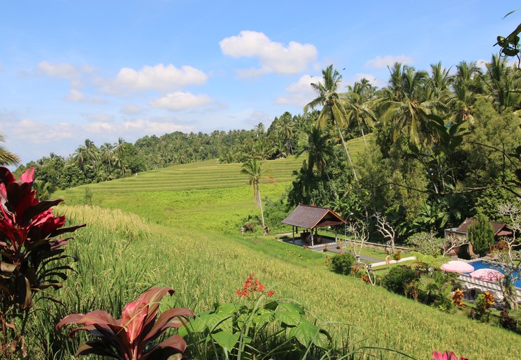 Rijstvelden rondom Blimbing, Bali