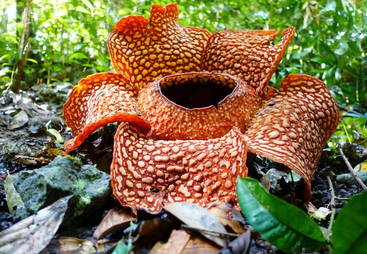 IMG-20190415-WA0002-d02bbe55(3)