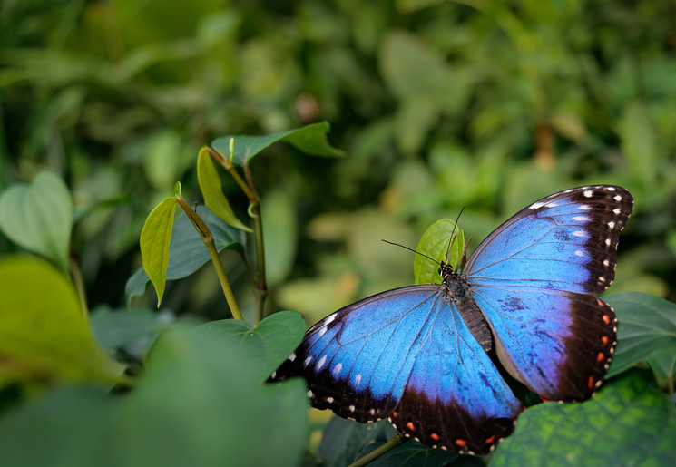 Blue-Morpho-2(12)