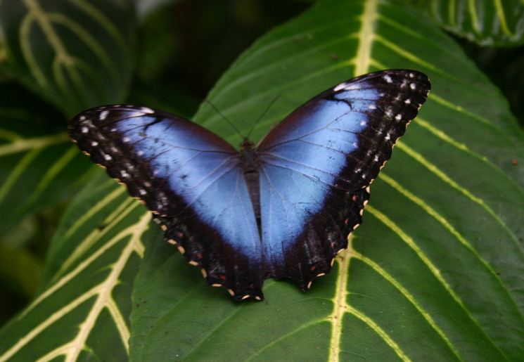 Blue-morphos(7)