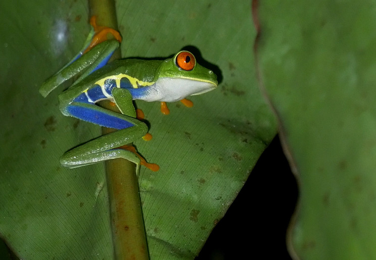 Groene kikker in Boca Tapada, Costa Rica