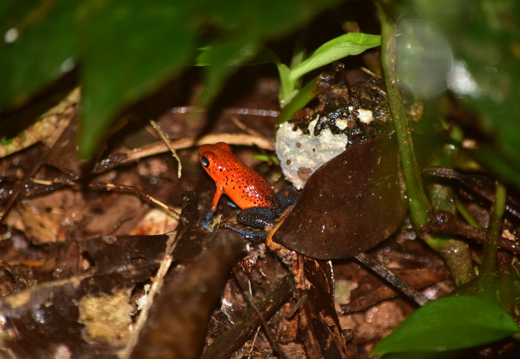 Nachttours in Costa Rica