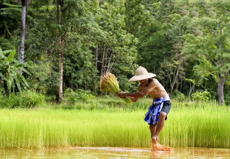 Rijstvelden en de locals op verre bestemmingen