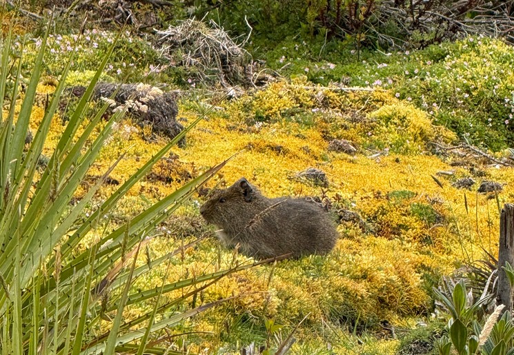 Spot cavia's in Chingaza National Park, Colombia