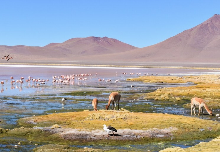 Flamingo's in een lagune in de San Pedro de Atacama woestijn in Chili
