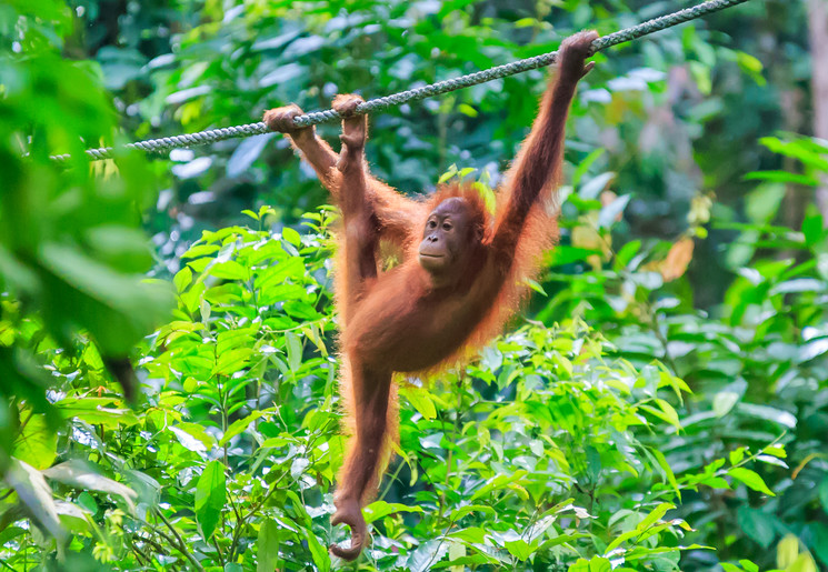 Orang-oetan baby slingerend door de bomen in Borneo, Maleisie