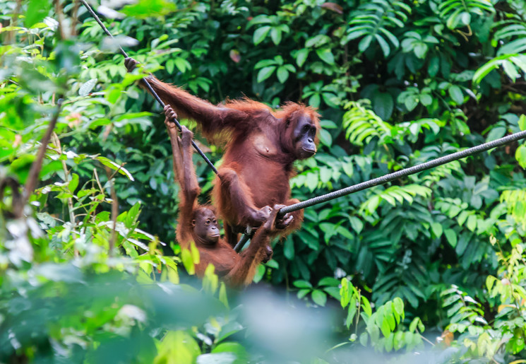 Orang-oetans op Borneo Orang-oetans op Borneo