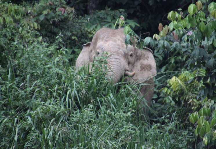 In de verte zagen wij opeens een olifant in Maliau - Maleisie