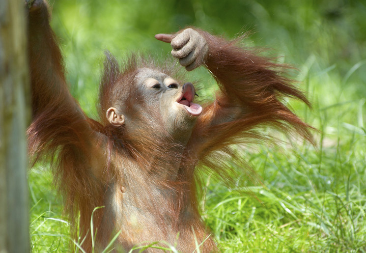 Orang-oetans in Borneo