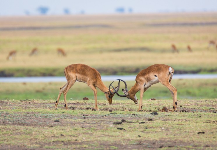 Hartenbeest in Botswana