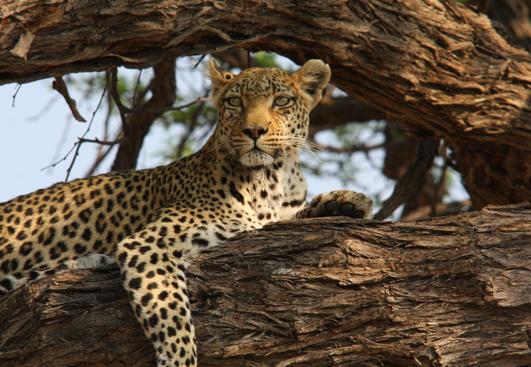Spot luipaarden in Botswana Spot luipaarden in Botswana