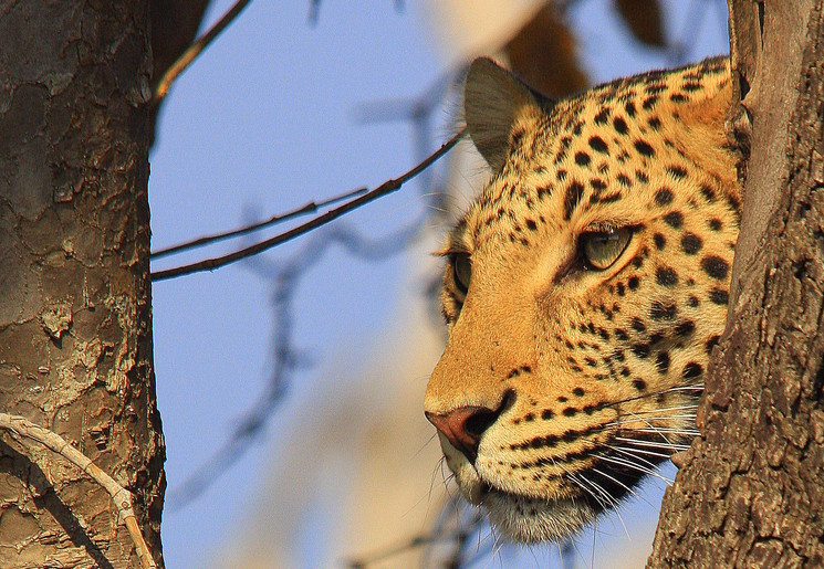 Luipaard in Botswana Luipaard in Botswana