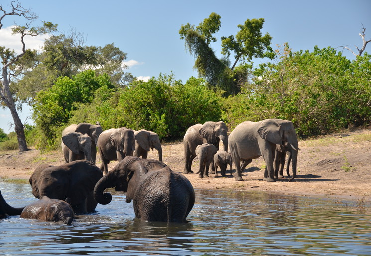 Swaziland Chobe NationalPark olifanten
