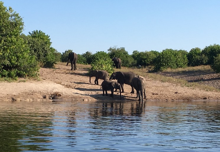 Botswana-Chobe-Olifanten2_1_365118 Botswana-Chobe-Olifanten2_1_365118