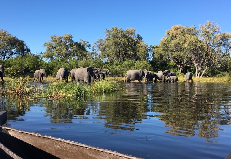 Olifanten tijdens een safari vanaf het water in Botswana