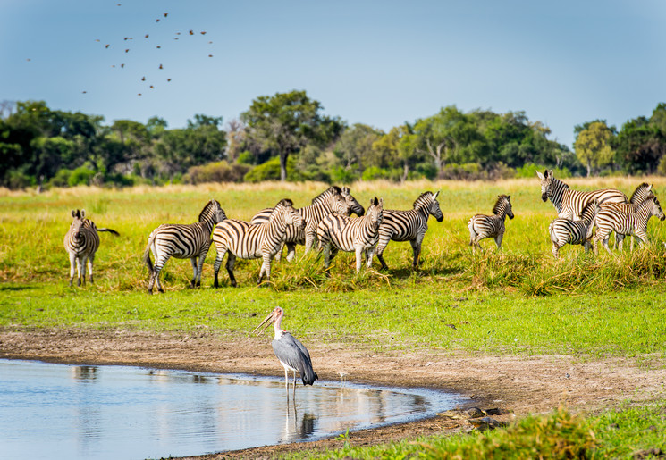 Waarom is Botswana zo'n dure bestemming?