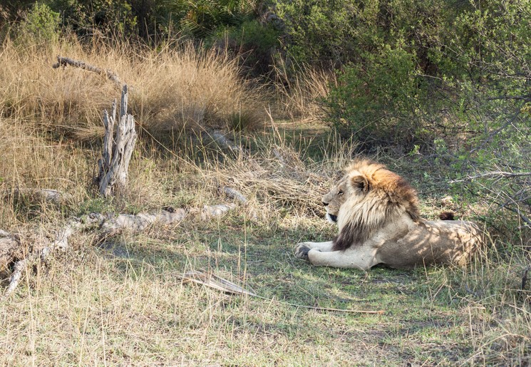 Botswana-Moremi-Wildlife-Reserve35 Botswana-Moremi-Wildlife-Reserve35