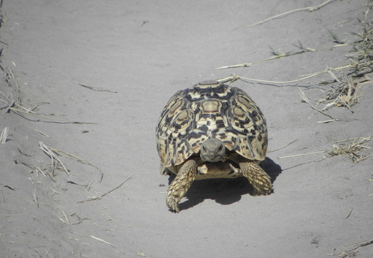 Botswana-Okavango-Schildpad-1_1_365894