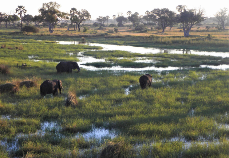 Olifanten verplaatsten zich in Okavango Delta