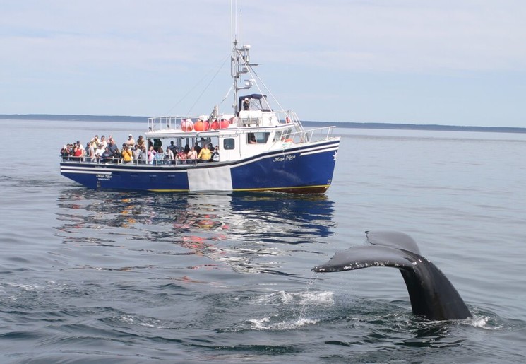 Walvissen spotten met de boot nabij Digby, Atlantic Canada