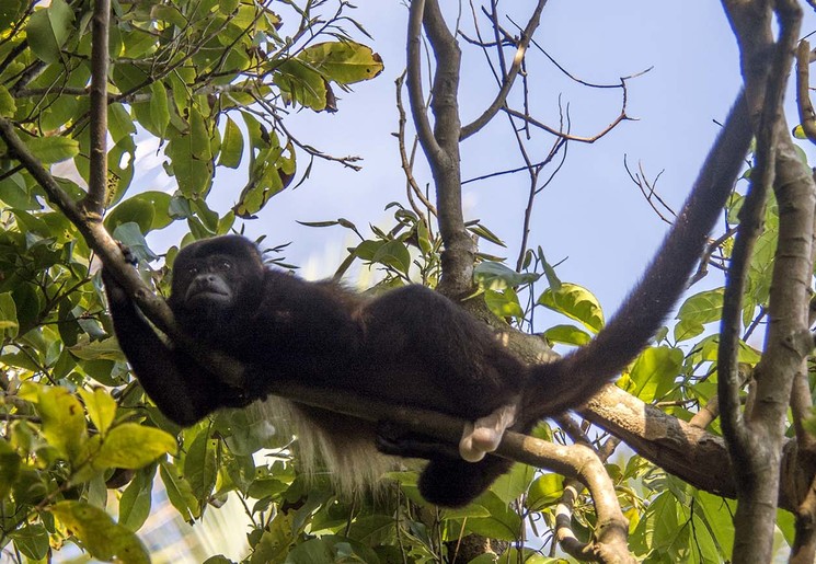 Brulapen spotten in Costa Rica